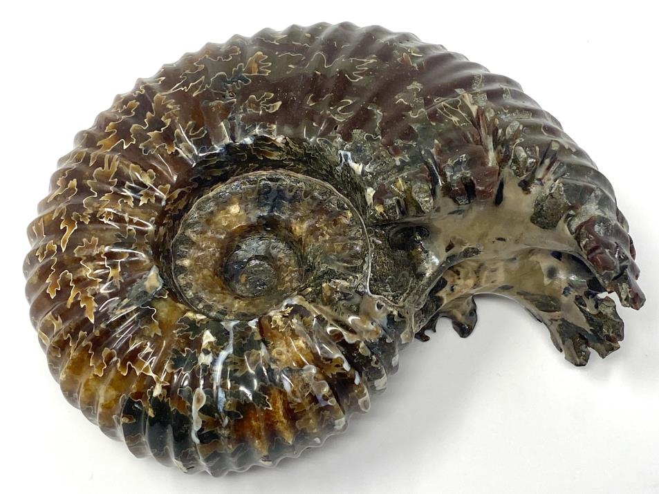 Ammonite Douvilleiceras Polished Very Large 17.1cm