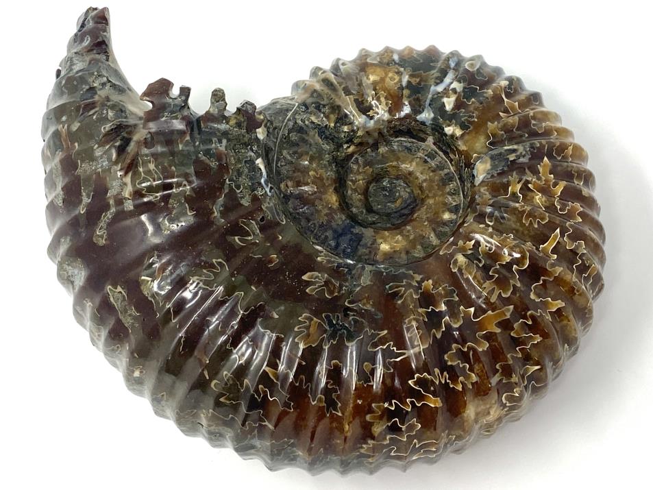 Ammonite Douvilleiceras Polished Very Large 17.1cm