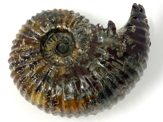 Ammonite Douvilleiceras Polished Very Large 17.1cm