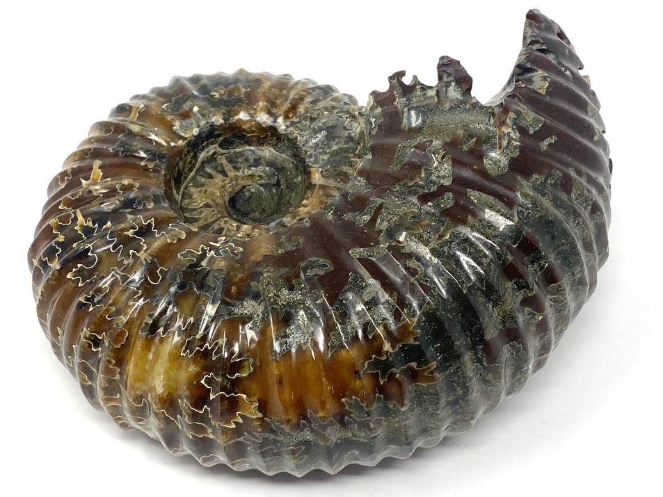 Ammonite Douvilleiceras Polished Very Large 17.1cm