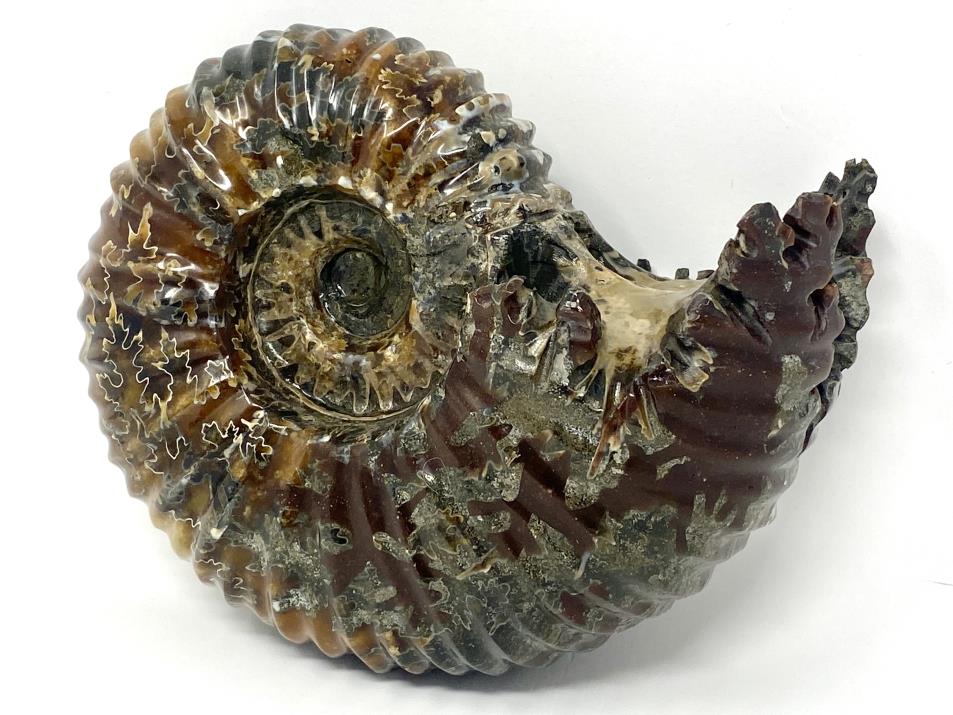 Ammonite Douvilleiceras Polished Very Large 17.1cm