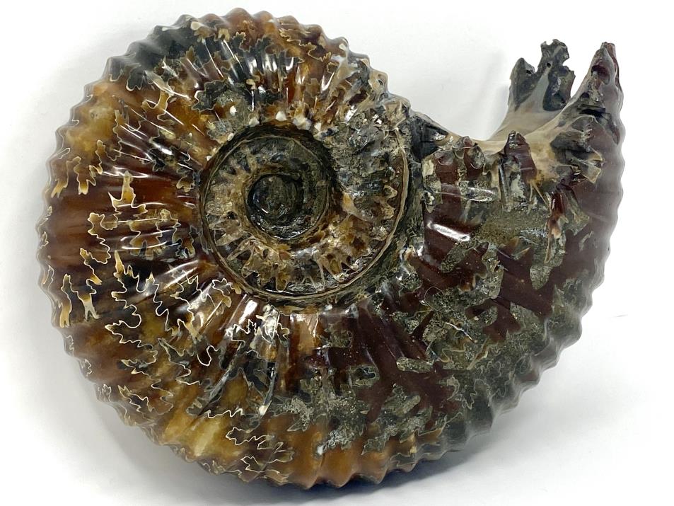 Ammonite Douvilleiceras Polished Very Large 17.1cm