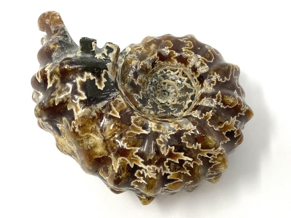 Ammonite Douvilleiceras Polished 7cm