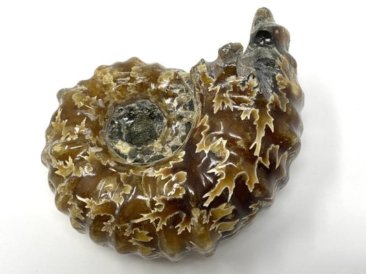 Ammonite Douvilleiceras Polished 7cm