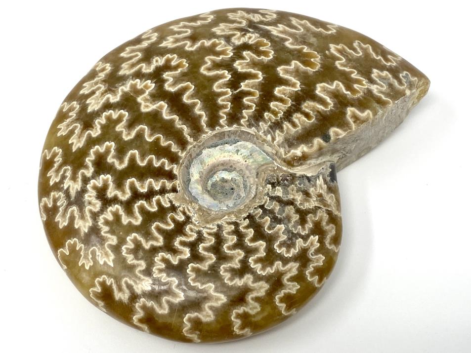 Ammonite Cleoniceras Polished 11.5cm