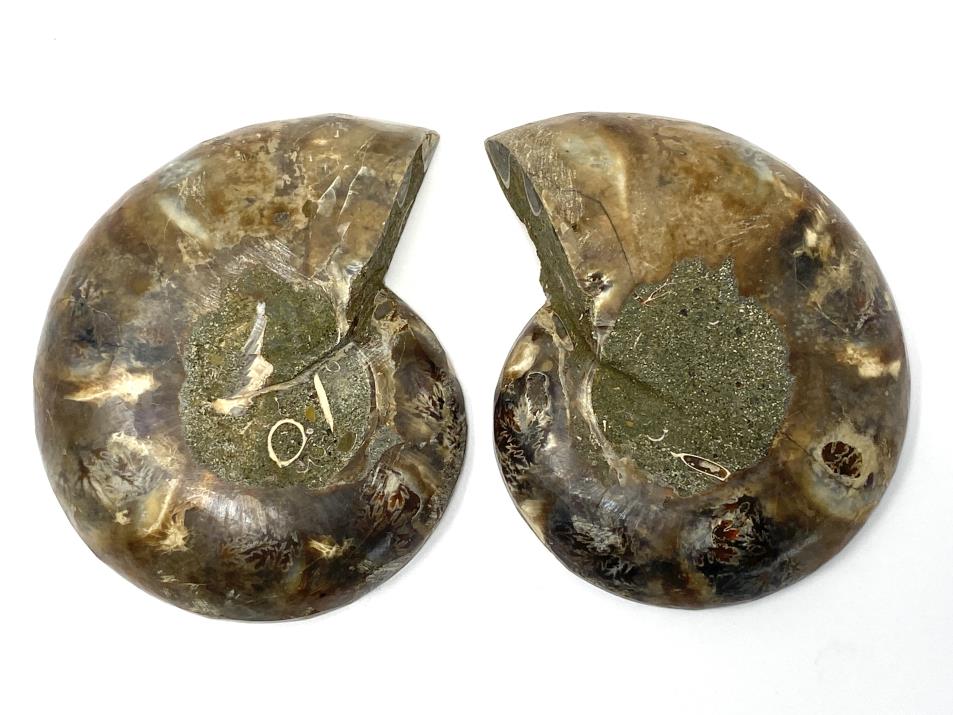 Ammonite Pair 9.2cm