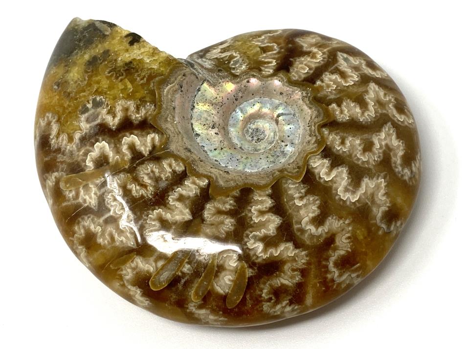 Ammonite Cleoniceras Polished 7.4cm