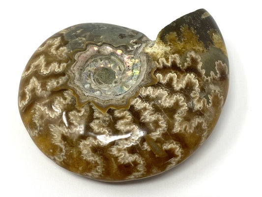 Ammonite Cleoniceras Polished 7.4cm