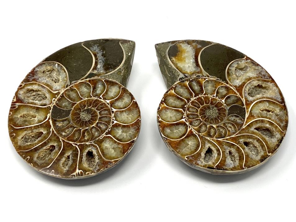 Ammonite Pair 9.2cm