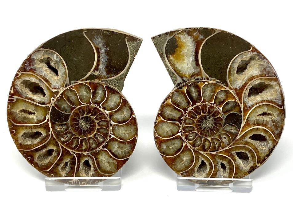 Ammonite Pair 9.2cm