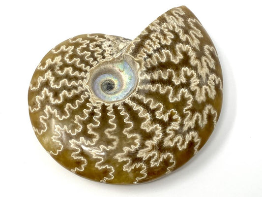 Ammonite Cleoniceras Polished 11.5cm