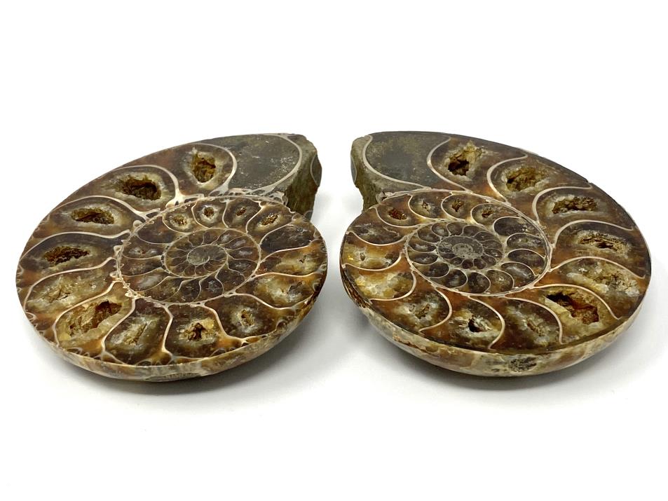 Ammonite Pair 9.1cm