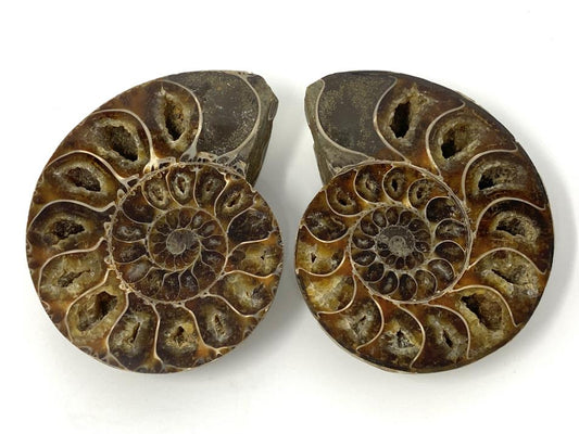 Ammonite Pair 9.1cm