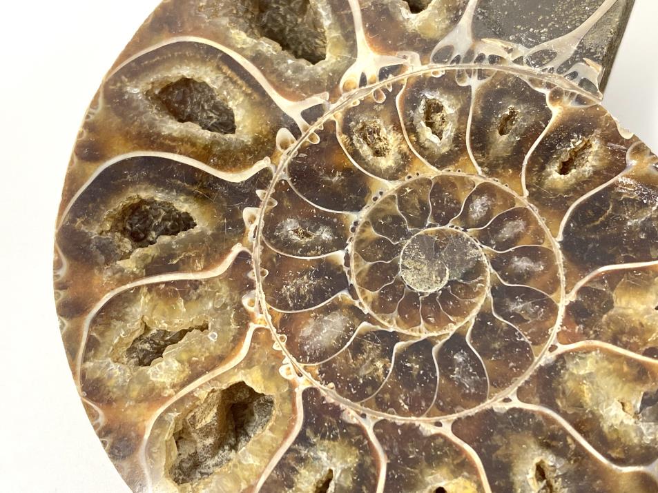 Ammonite Pair 9.1cm