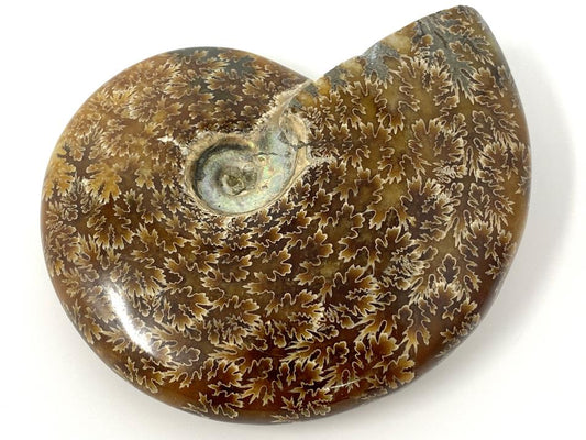 Ammonite Cleoniceras Polished Large 12.5cm