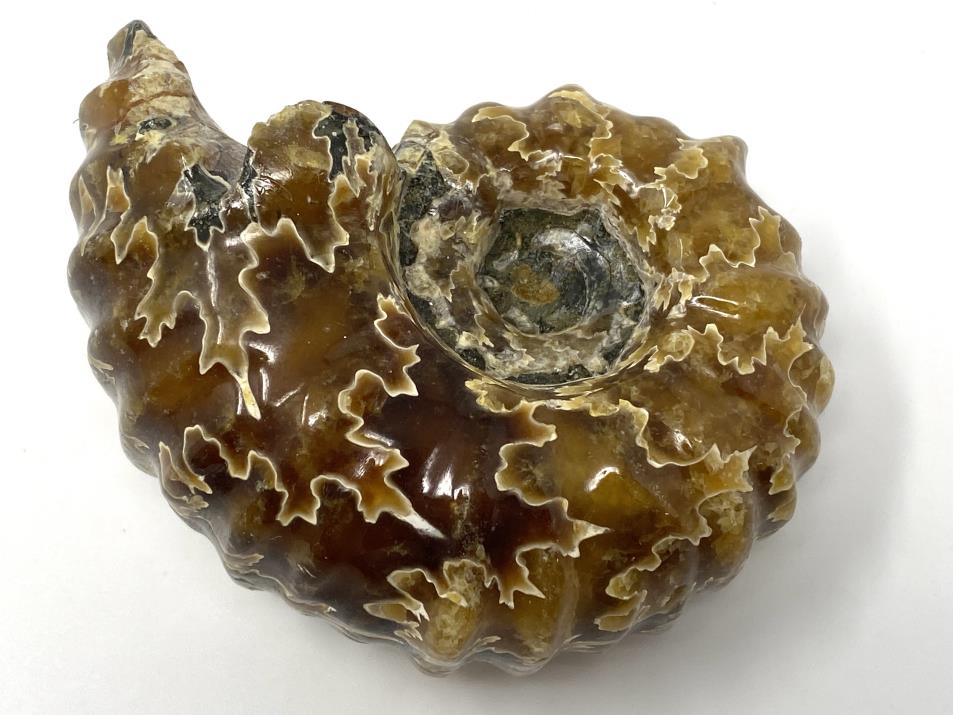 Ammonite Douvilleiceras Polished 7cm