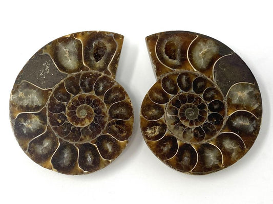 Ammonite Pair 6.3cm