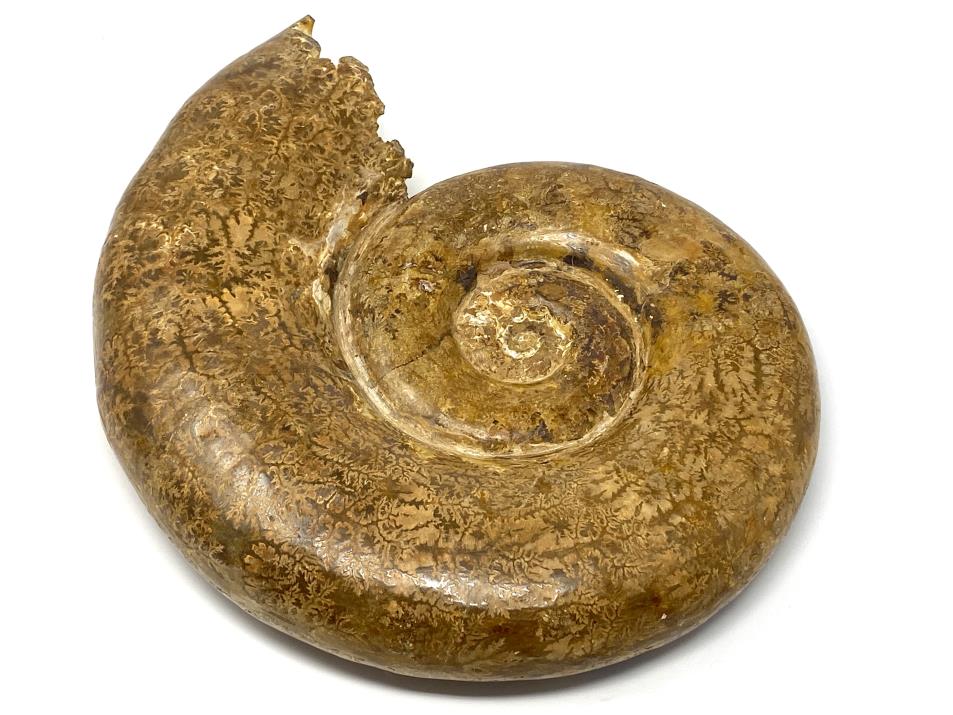 Ammonite Aspidoceras Polished Very Large 31.8cm