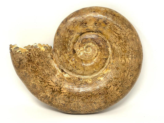 Ammonite Aspidoceras Polished Very Large 31.8cm