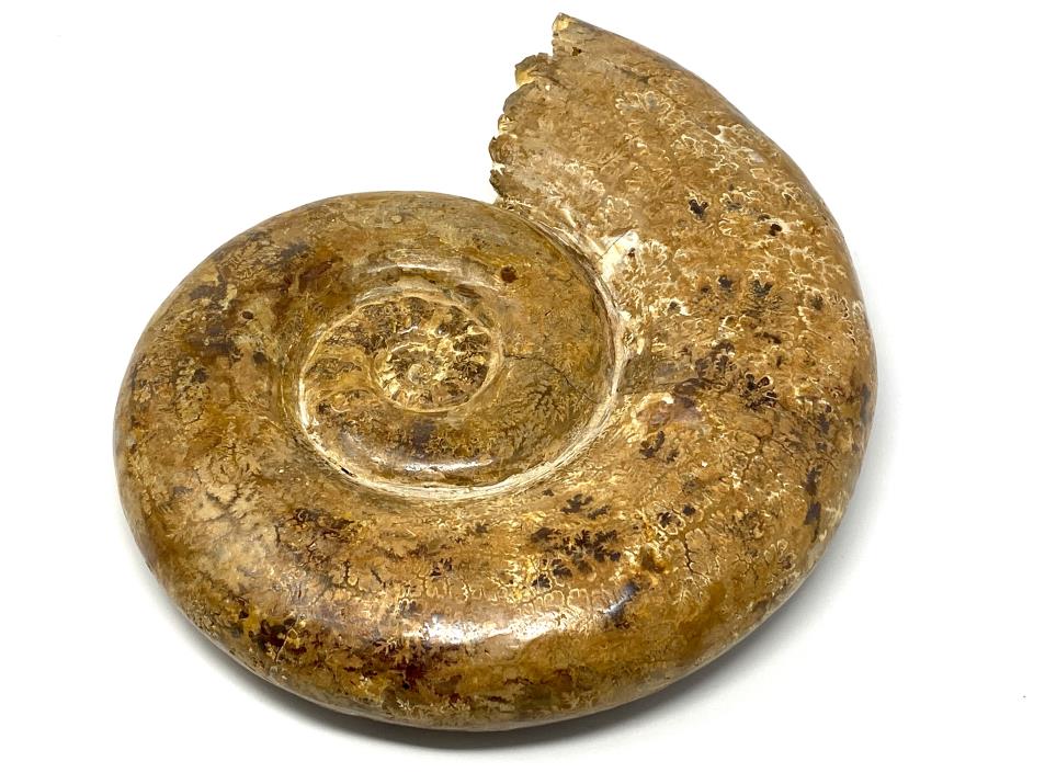 Ammonite Aspidoceras Polished Very Large 31.8cm