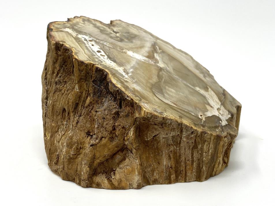 Fossil Wood Branch Bevel Cut Shape 9.4cm