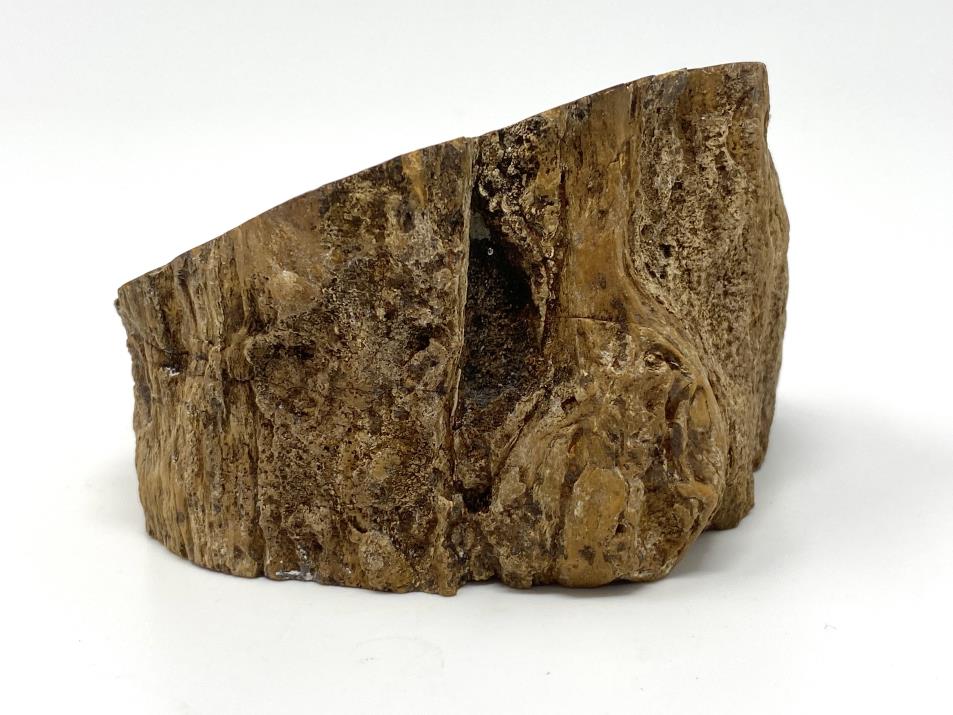 Fossil Wood Branch Bevel Cut Shape 9.4cm