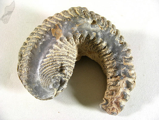 Rastellum Bi-Valve Fossil 6.1cm