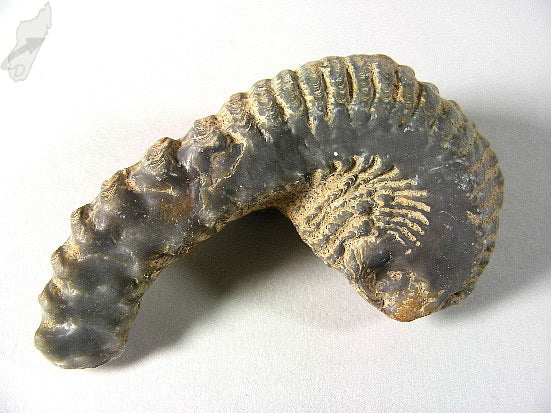 Rastellum Bi-Valve Fossil 6cm