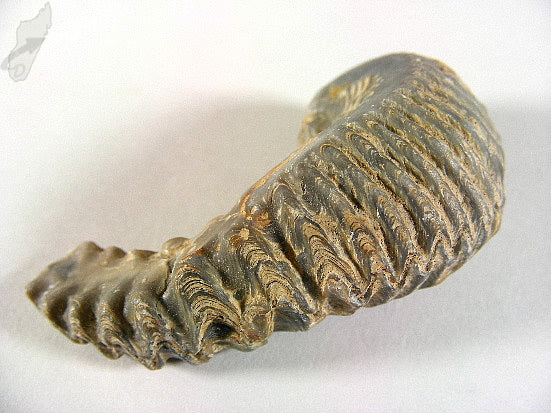 Rastellum Bi-Valve Fossil 6cm