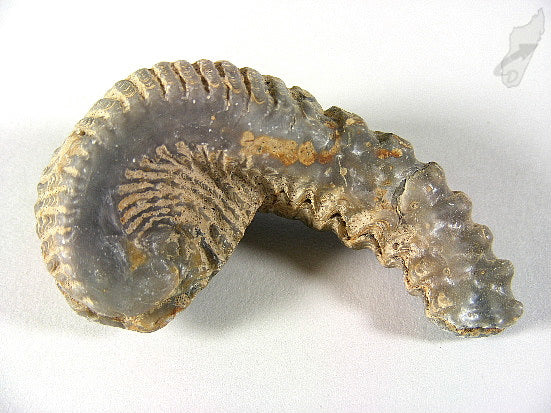 Rastellum Bi-Valve Fossil 6cm