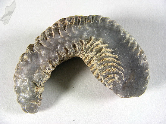 Rastellum Bi-Valve Fossil 4.5cm