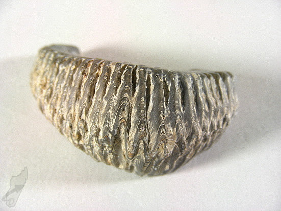 Rastellum Bi-Valve Fossil 4.5cm