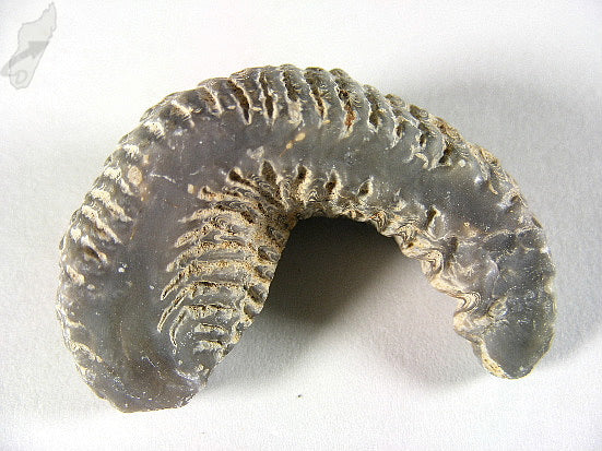 Rastellum Bi-Valve Fossil 4.5cm