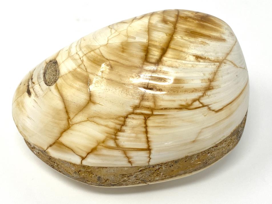 Polished Bi-Valve Fossil 7.7cm