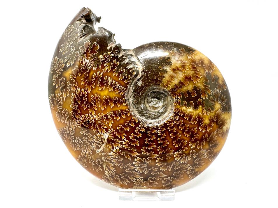 Ammonite Cleoniceras Polished Large 15cm