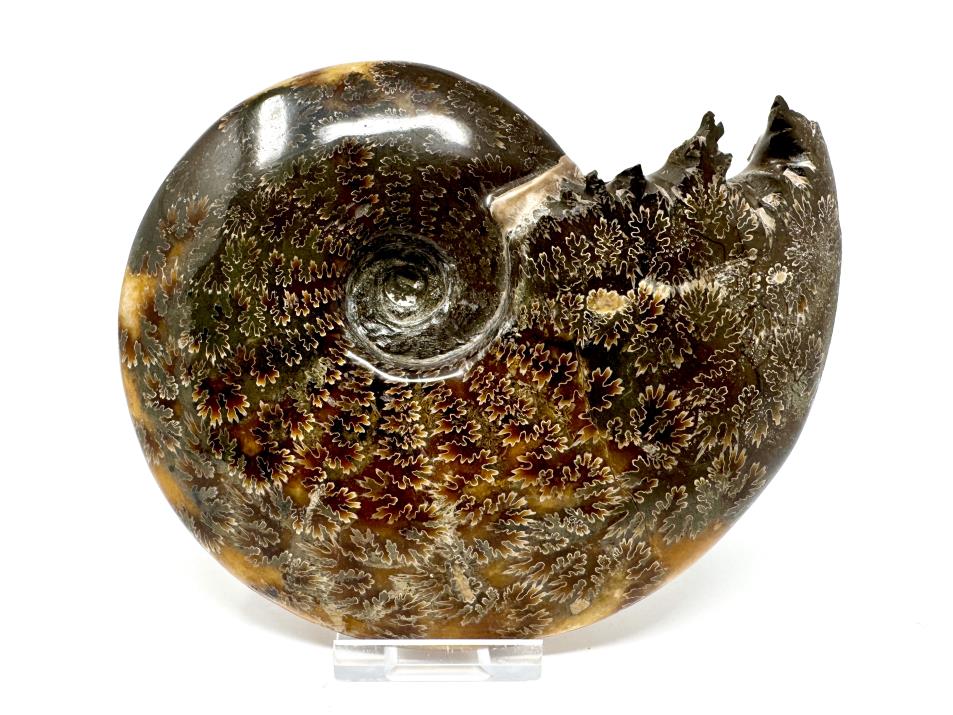 Ammonite Cleoniceras Polished Large 15cm