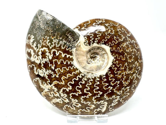 Ammonite Cleoniceras Polished Large 13.4cm