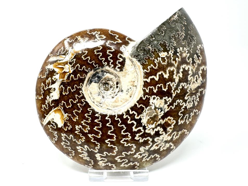 Ammonite Cleoniceras Polished Large 13.4cm