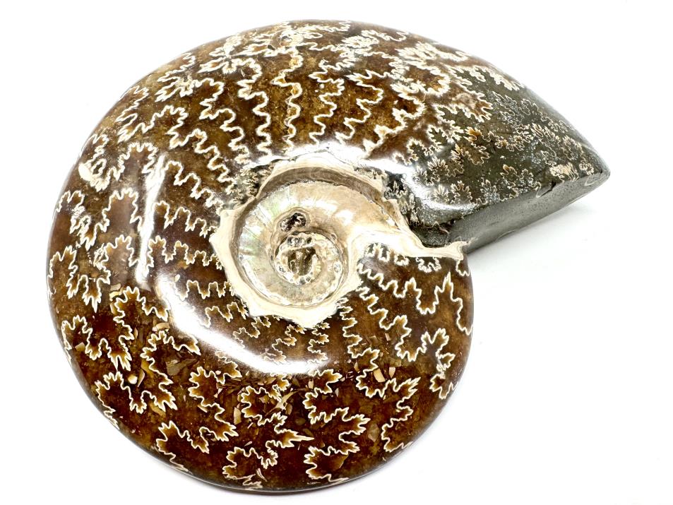 Ammonite Cleoniceras Polished Large 13.4cm