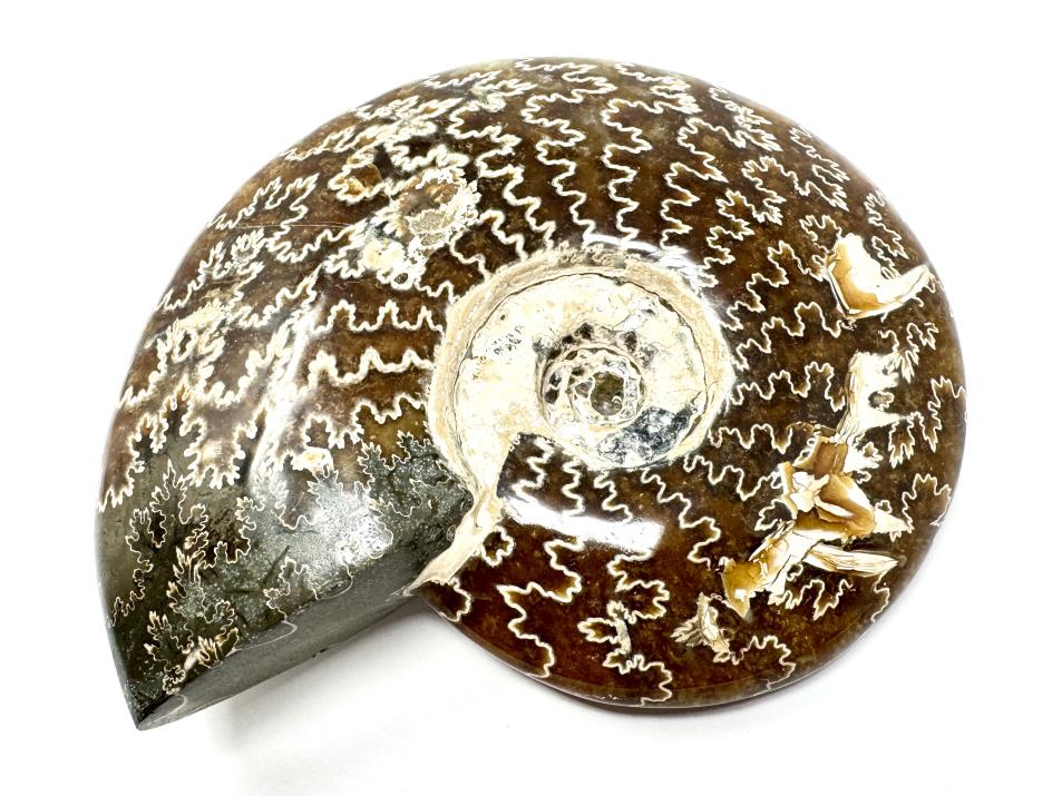 Ammonite Cleoniceras Polished Large 13.4cm