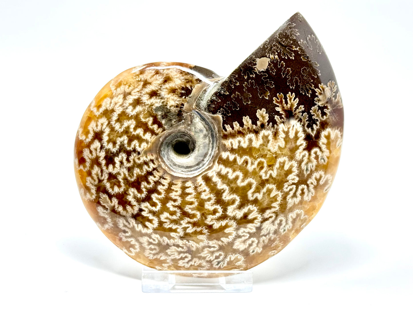 Ammonite Cleoniceras Polished 10.9cm