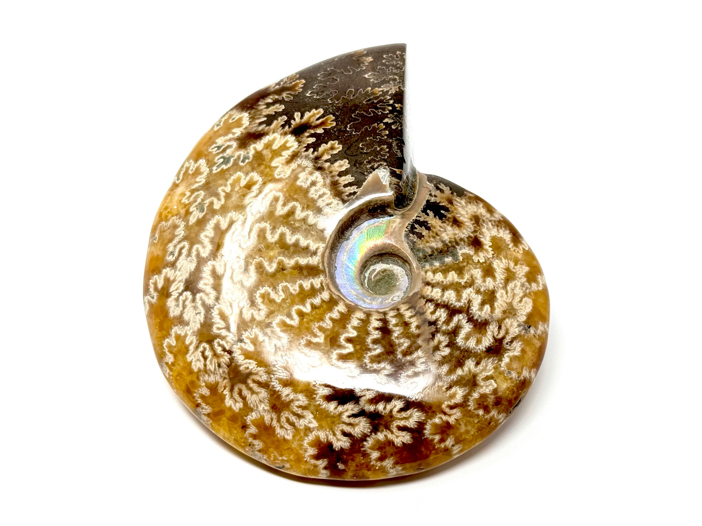 Ammonite Cleoniceras Polished 10.9cm