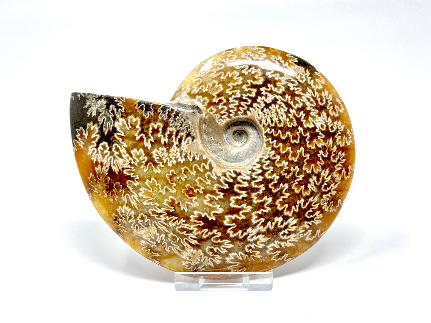 Polished Cleoniceras Ammonite Fossil 12.4cm