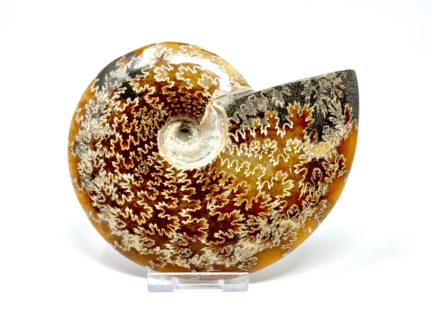 Polished Cleoniceras Ammonite Fossil 12.4cm