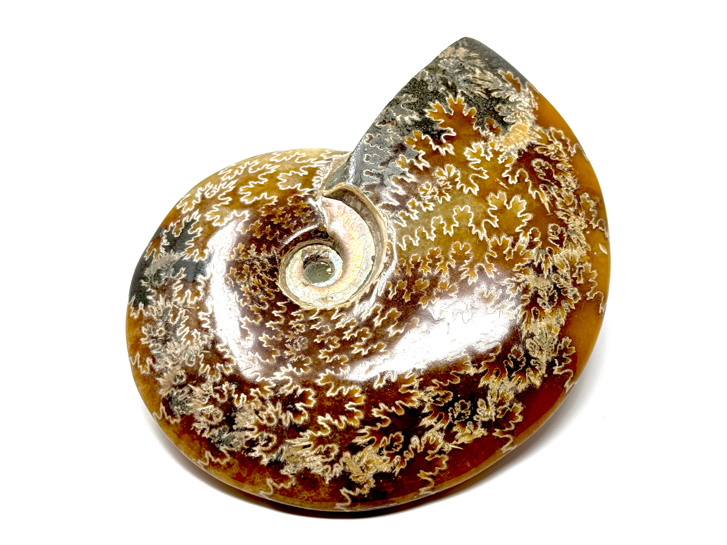 Polished Cleoniceras Ammonite Fossil 12.4cm