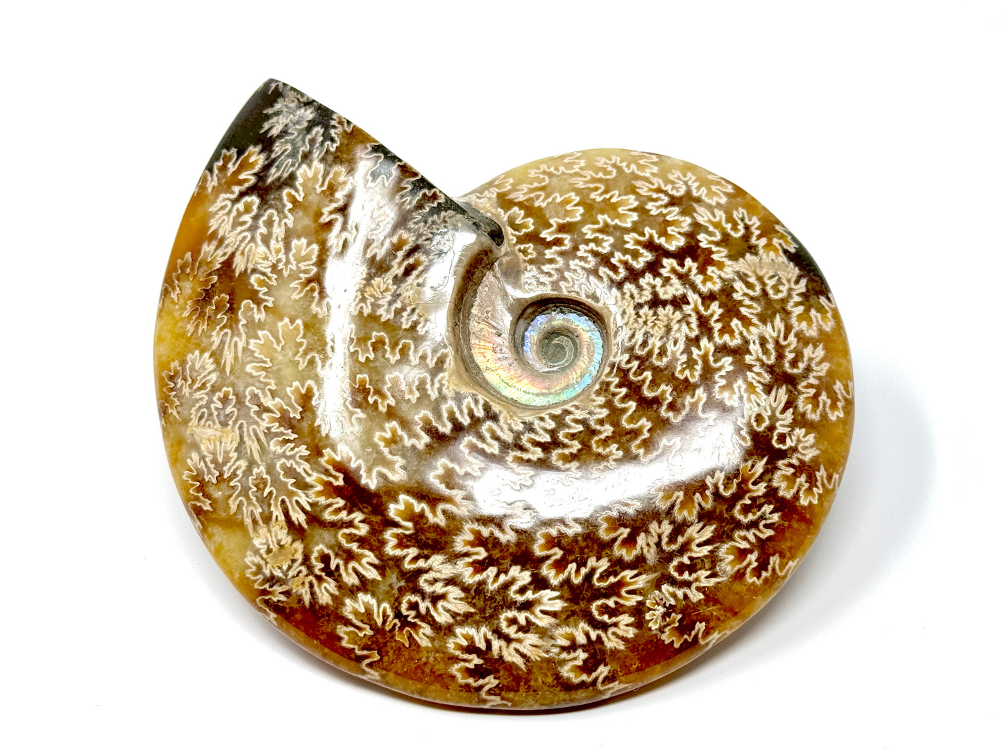 Polished Cleoniceras Ammonite Fossil 12.4cm