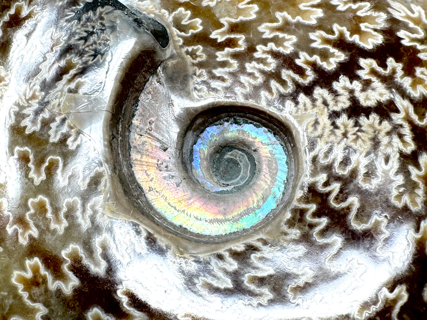 Polished Cleoniceras Ammonite Fossil 12.4cm