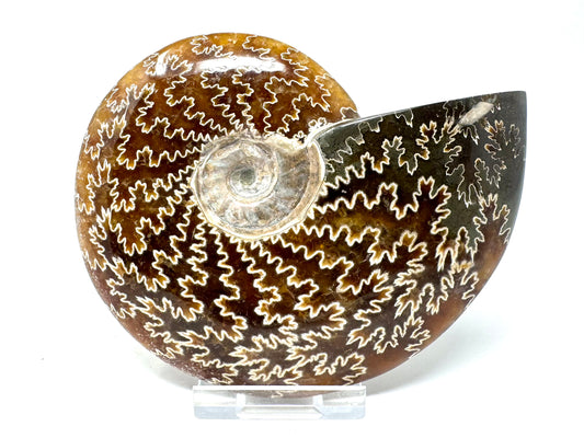 Ammonite Cleoniceras Polished 11.4cm