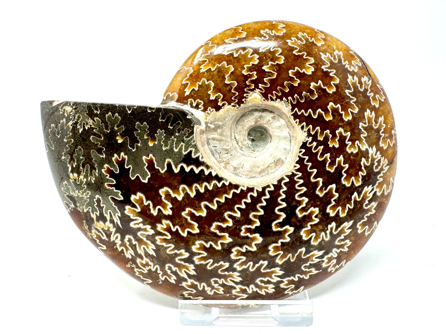 Ammonite Cleoniceras Polished 11.4cm