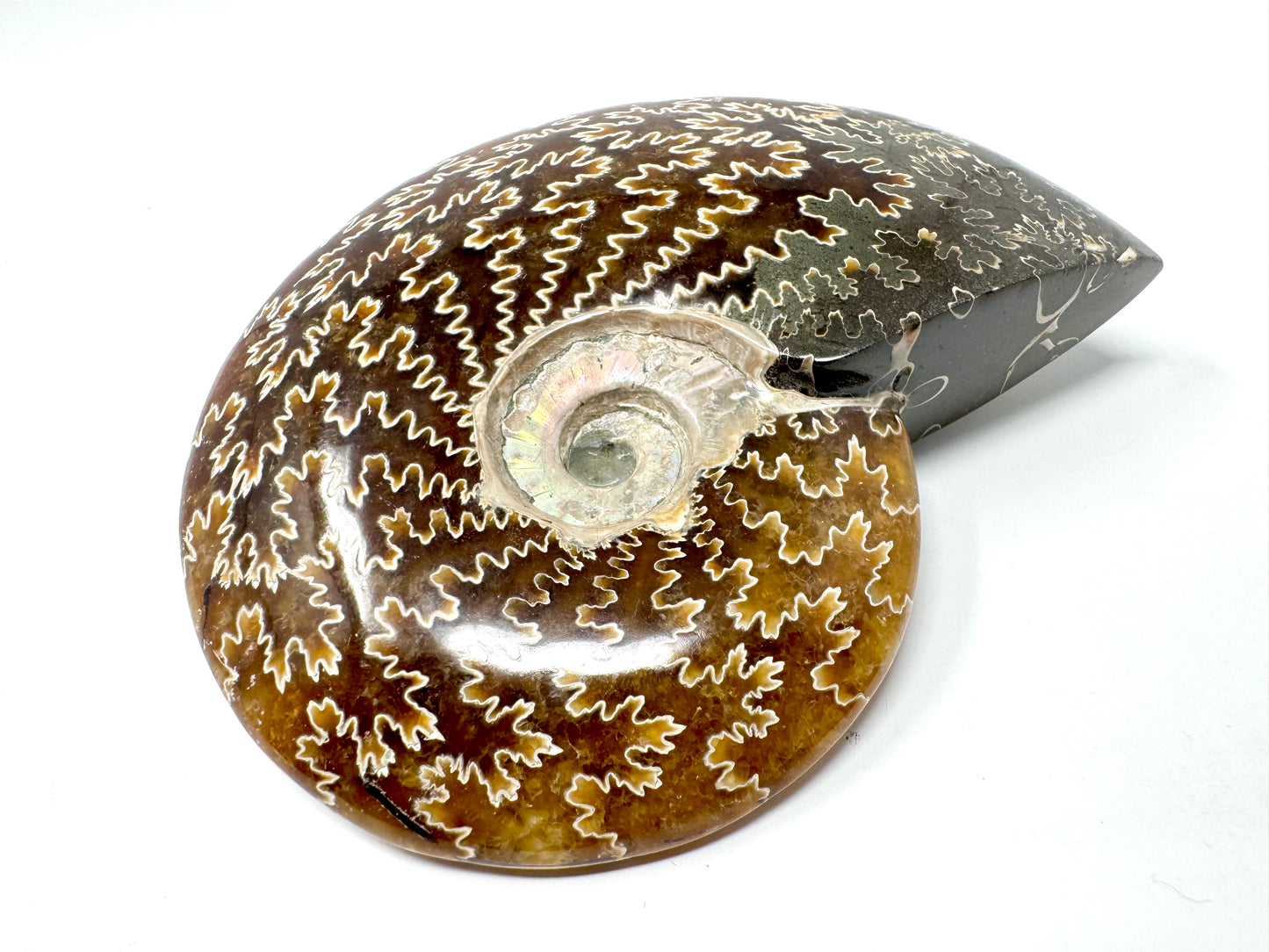 Ammonite Cleoniceras Polished 11.4cm